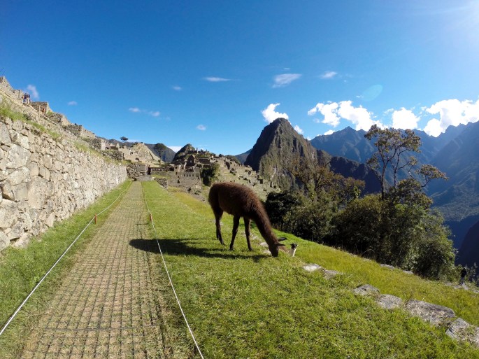 Alpacas atop the ruins of Machu Picchu, Peru