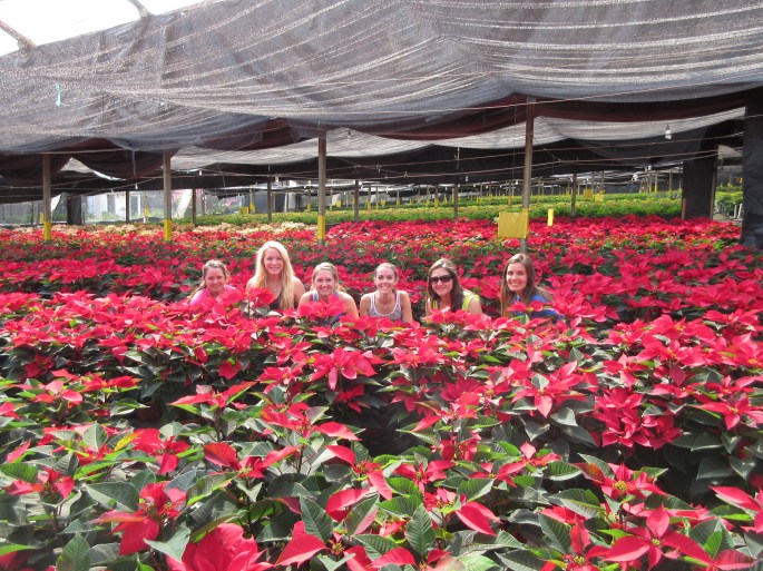 Pointsetta garden below Acatenango volcano, Antigua, Guatemala