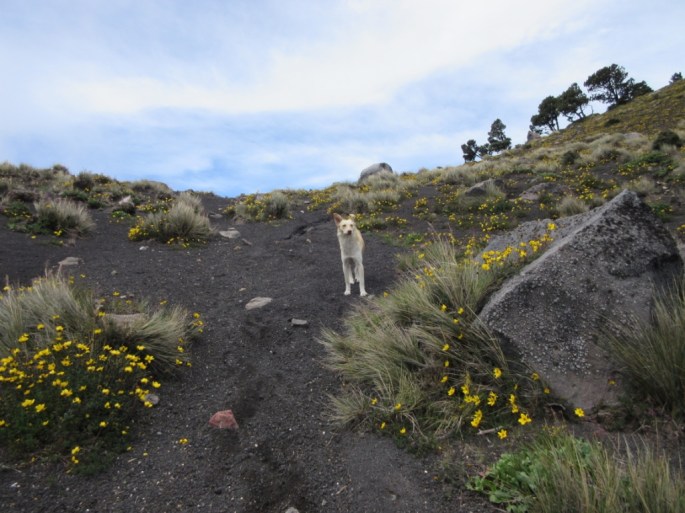 Hiking to the top of Acatenango in Antigua, Guatemala