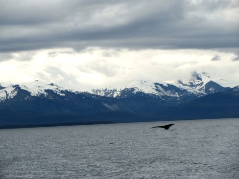 Humpback whale in Juneau, Alaska