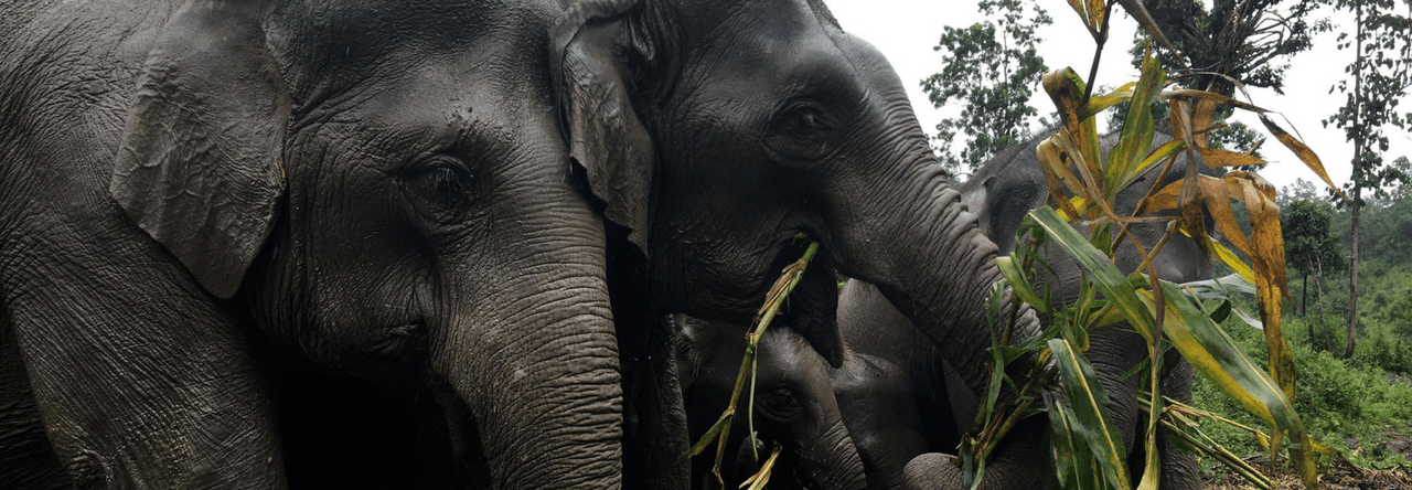 Chiang Mai, Thailand