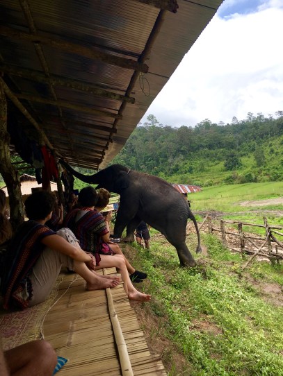 Baby elephant joining us for lunch at the Elephant Jungle Sanctuary outside of Chiang Mai, Thailand