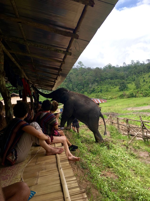 Baby elephant joining us for lunch at the Elephant Jungle Sanctuary outside of Chiang Mai, Thailand
