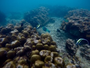 Snorkeling outside of Maya Bay in the Phi Phi islands, Thailand