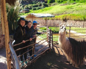 Awana Kancha llama farm, Cusco Peru