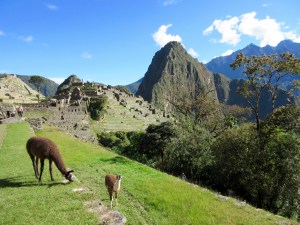 Alpacas atop Machu Picchu, Peru