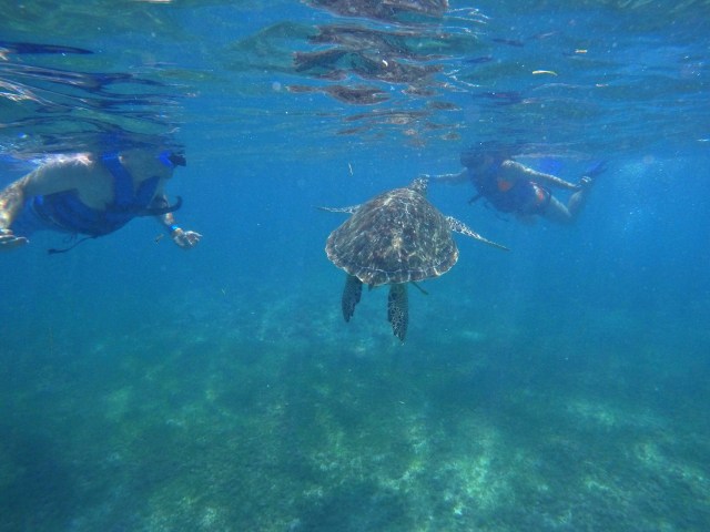 Getting up close and personal with a sea turtle in Mexico