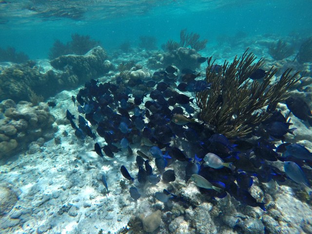 A school of purple fish in the reefs in Mexico
