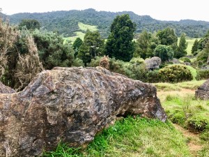 Oyster fossils at Mangapohue Natural Bridge in New Zealand