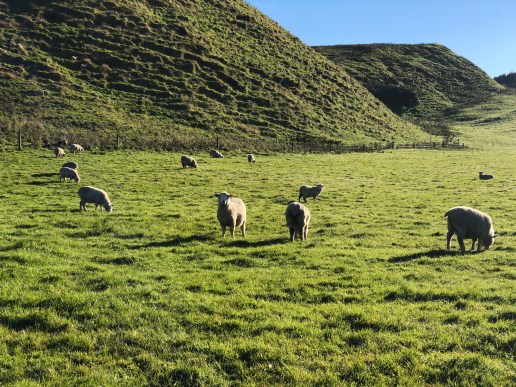 Sheep in New Zealand