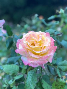 Parnell Rose Garden in Auckland, New Zealand