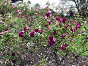 Parnell Rose Garden in Auckland, New Zealand