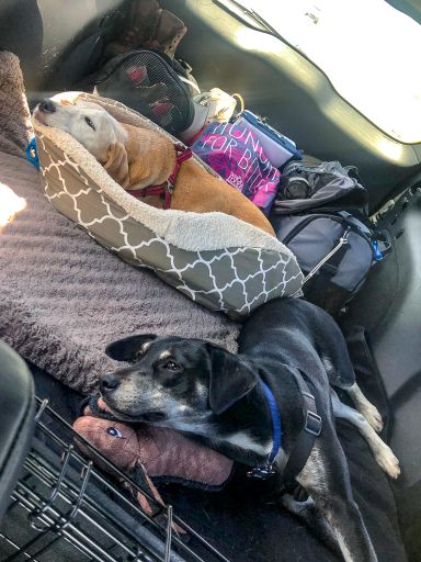 Our dogs on our long road trip to Big Bend National Park