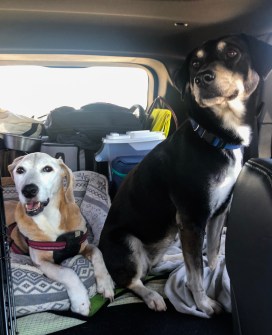 Dogs on the road trip to Colorado Springs