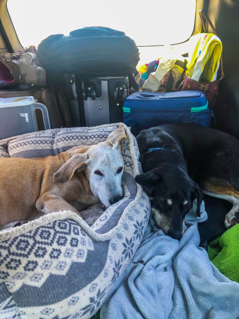 Dakota and Dixie napping on our road trip back to Dallas